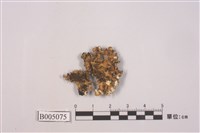 藏品(島衣屬 )的圖片